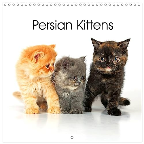 Persian Kittens (Wall Calendar 2025 12 × 12 Inch) CALVENDO 12 Month Wall Calendar von CALVENDO