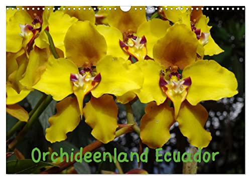 Orchideenland Ecuador (Wandkalender 2024 DIN A3 quer), CALVENDO Monatskalender