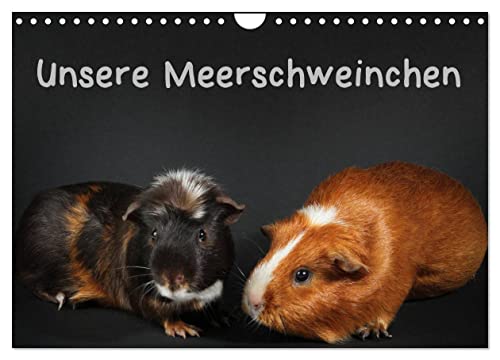 Unsere Meerschweinchen (Wandkalender 2024 DIN A4 quer), CALVENDO Monatskalender