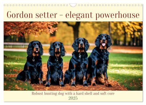 Gordon Setter - elegant powerhouse (Wandkalender 2025 DIN A3 quer), CALVENDO Monatskalender von CALVENDO