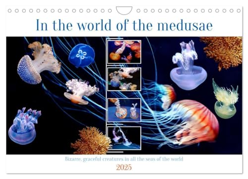 In the world of the medusae (Wall Calendar 2025 DIN A4 landscape), CALVENDO 12 Month Wall Calendar: Mysterious and interesting creatures in all the seas of the world von Calvendo
