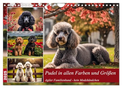 Pudel in allen Farben und Größen (Wandkalender 2025 DIN A4 quer), CALVENDO Monatskalender von CALVENDO