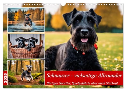 Schnauzer - vielseitige Allrounder (Wandkalender 2025 DIN A3 quer), CALVENDO Monatskalender