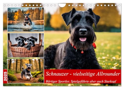Schnauzer - vielseitige Allrounder (Wandkalender 2025 DIN A4 quer), CALVENDO Monatskalender von CALVENDO