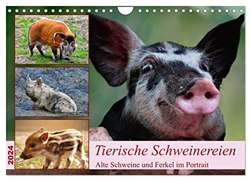 Tierische Schweinereien (Wandkalender 2024 DIN A4 quer), CALVENDO Monatskalender von CALVENDO