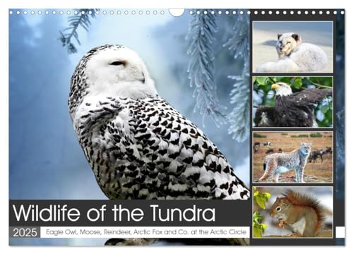Wildlife of the Tundra (Wall Calendar 2025 DIN A3 landscape), CALVENDO 12 Month Wall Calendar: Impressive animals in the treeless steppes of the northern hemisphere. von Calvendo