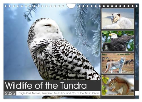 Wildlife of the Tundra (Wall Calendar 2025 DIN A4 landscape), CALVENDO 12 Month Wall Calendar: Impressive animals in the treeless steppes of the northern hemisphere. von Calvendo