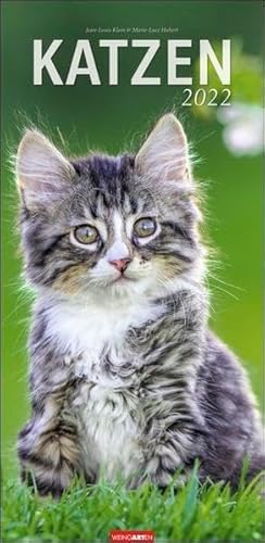 Katzen Kalender 2022