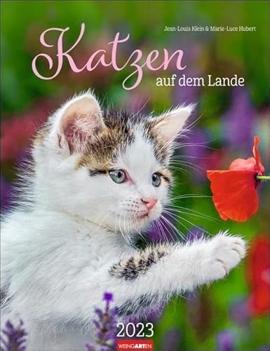 Katzen auf dem Lande Kalender 2023. Süße Kätzchen in ländlicher Idylle: Ein Fotokalender zum Dahinschmelzen. Großer Wandkalender für alle Fans der Stubentiger.