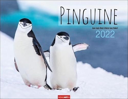 Pinguine Kalender 2022 - Tierkalender - Wandkalender mit internationalem Monatskalendarium - 12 Farbfotos - 44 x 34 cm von Harenberg u.Weingarten