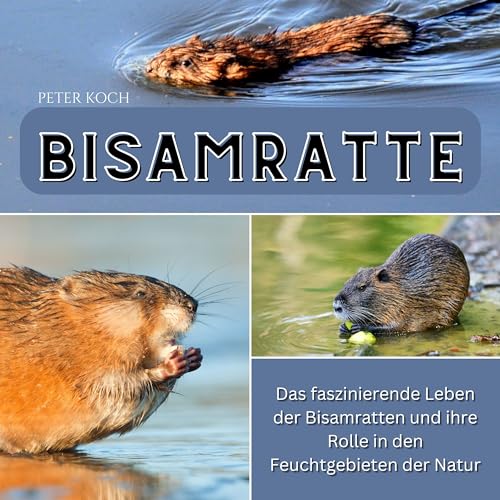 Bisamratte: Das faszinierende Leben der Bisamratten und ihre Rolle in den Feuchtgebieten der Natur