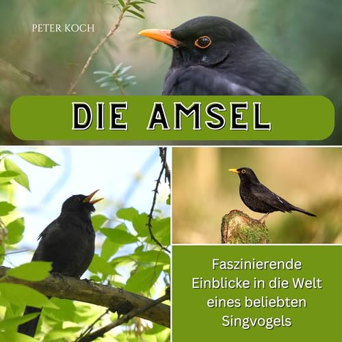 Die Amsel: Faszinierende Einblicke in die Welt eines beliebten Singvogels