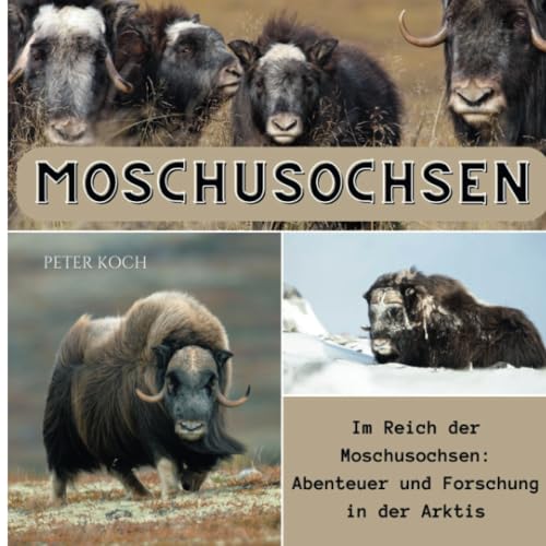 Moschusochsen: Im Reich der Moschusochsen: Abenteuer und Forschung in der Arktis von 27 Amigos