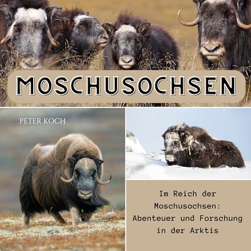 Moschusochsen: Im Reich der Moschusochsen: Abenteuer und Forschung in der Arktis von 27 Amigos