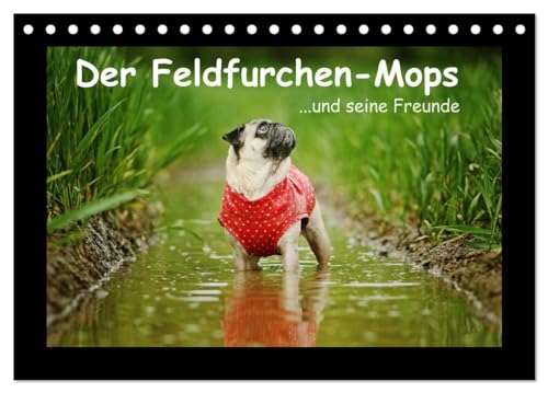 Der Feldfurchen-Mops (Tischkalender 2025 DIN A5 quer), CALVENDO Monatskalender: ...und seine Freunde von CALVENDO