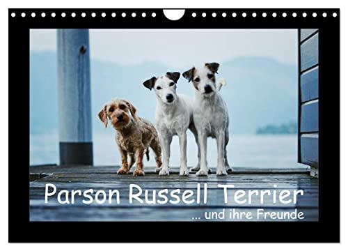 Parson Russell Terrier (Wandkalender 2025 DIN A4 quer), CALVENDO Monatskalender von CALVENDO