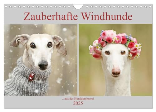 Zauberhafte Windhunde (Wandkalender 2025 DIN A4 quer), CALVENDO Monatskalender von CALVENDO