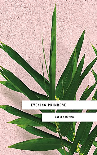 Evening Primrose