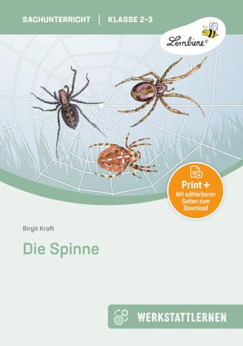 Die Spinne: (2. und 3. Klasse) von Lernbiene Verlag GmbH