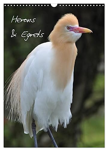 Herons & Egrets (Wall Calendar 2025 DIN A3 portrait), CALVENDO 12 Month Wall Calendar: A cosmopolitan bird family von Calvendo