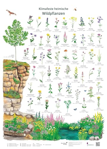 Klimafeste heimische Wildpflanzen von druckbunt Verlag GmbH