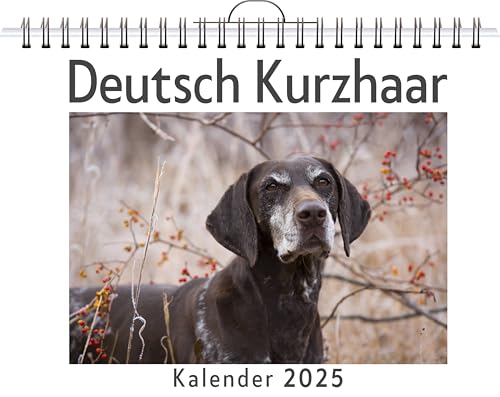Deutsch Kurzhaar - (Wandkalender 2025, Kalender DIN A4 quer, Monatskalender im Querformat mit Kalendarium, das perfekte Geschenk) von FlipFlop