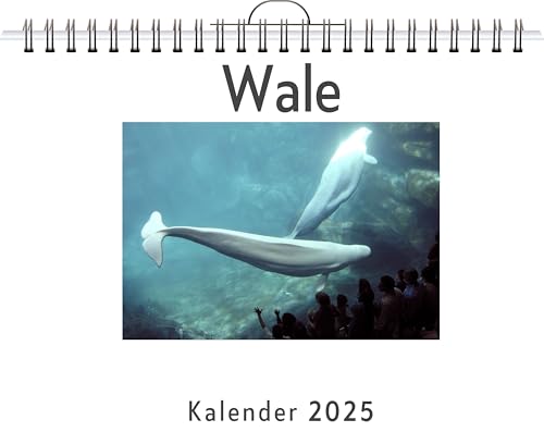 Wale - (Wandkalender 2025, Kalender DIN A4 quer, Monatskalender im Querformat mit Kalendarium, das perfekte Geschenk) von FlipFlop