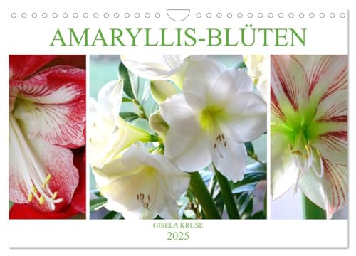 Amaryllis-Blüten (Wandkalender 2025 DIN A4 quer), CALVENDO Monatskalender: Majestätische Blumen mit beeindruckenden Staubgefäßen von CALVENDO