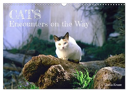 Cats - Encounters on the Way (Wall Calendar 2025 DIN A3 landscape), CALVENDO 12 Month Wall Calendar: In southern Europe cats can be found everywhere