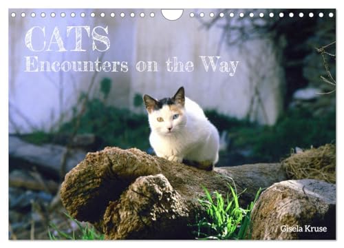 Cats - Encounters on the Way (Wall Calendar 2025 DIN A4 landscape), CALVENDO 12 Month Wall Calendar: In southern Europe cats can be found everywhere