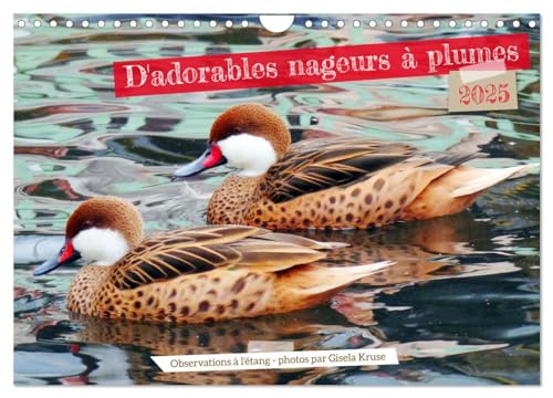 D'adorables nageurs à plumes (Calendrier mural 2025 DIN A4 vertical), CALVENDO calendrier mensuel: Des oiseaux aquatiques dans leur élément