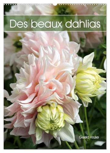 Des beaux dahlias (Calendrier mural 2025 DIN A2 horizontal), CALVENDO calendrier mensuel: Les dahlias du jardin fascinent par leurs innombrables formes et couleurs von Calvendo