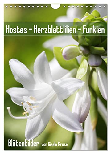 Hostas Herzblattlilien Funkien (Wandkalender 2025 DIN A4 hoch), CALVENDO Monatskalender von CALVENDO