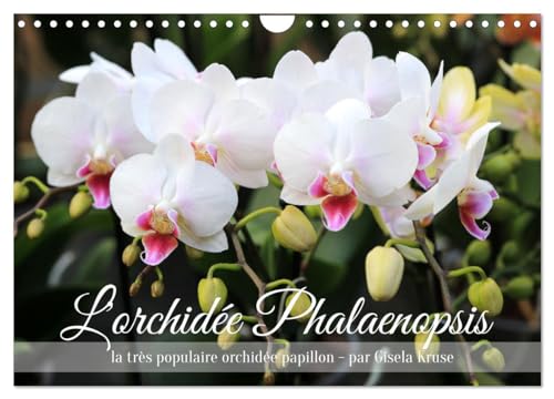 L'orchidée Phalaenopsis (Calendrier mural 2025 DIN A4 vertical), CALVENDO calendrier mensuel: Le Phalaenopsis est la star incontestée des orchidées von Calvendo