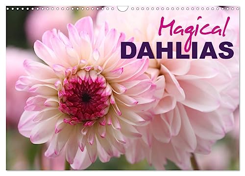 Magical Dahlias (Wall Calendar 2025 DIN A3 landscape), CALVENDO 12 Month Wall Calendar: Portraits of magical-looking dahlias