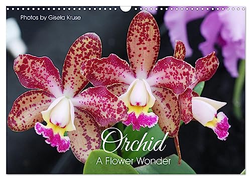 Orchid - A Flower Wonder (Wall Calendar 2025 DIN A3 landscape), CALVENDO 12 Month Wall Calendar: Fascinating flowers with immense variety