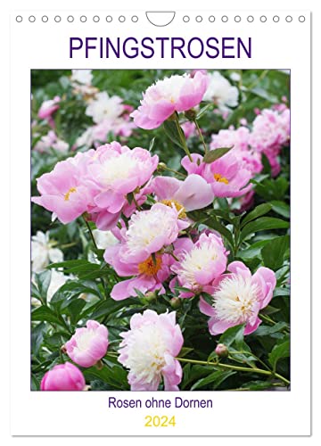 Pfingstrosen Rosen ohne Dornen (Wandkalender 2024 DIN A4 hoch), CALVENDO Monatskalender