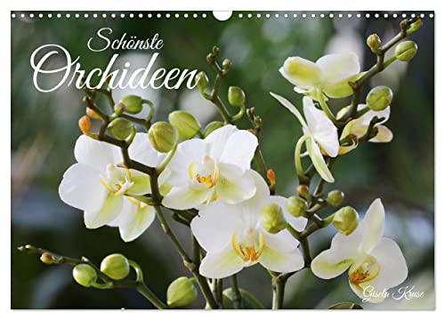 Schönste Orchideen (Wandkalender 2024 DIN A3 quer), CALVENDO Monatskalender