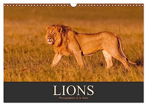 Lions – Photographies de la faune (Calendrier mural 2024 DIN A3 horizontal), CALVENDO calendrier mensuel