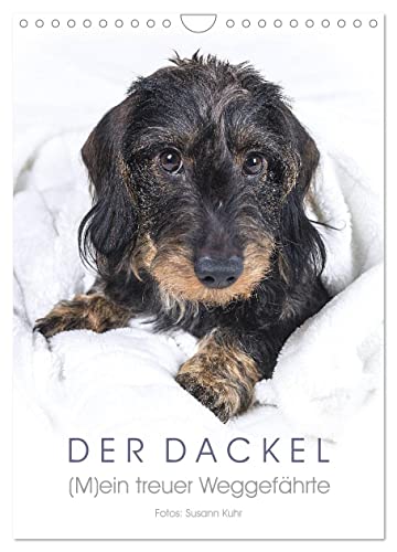 Der Dackel (Wandkalender 2025 DIN A4 hoch), CALVENDO Monatskalender von CALVENDO