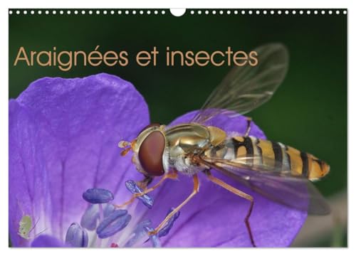 Araignées et insectes (Calendrier mural 2025 DIN A3 horizontal), CALVENDO calendrier mensuel von CALVENDO