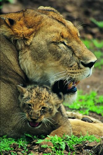 Wild Animals Coloring Book von Independently published