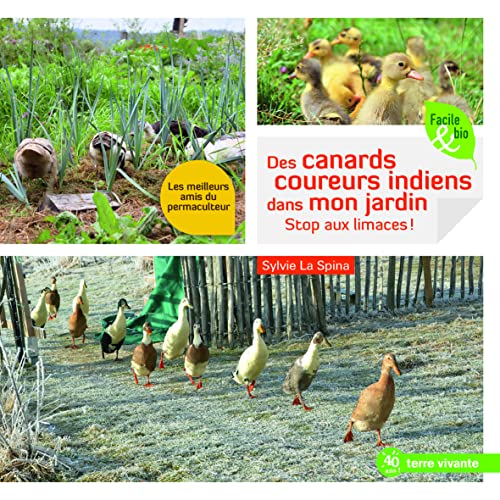 Des canards coureurs indiens dans mon jardin: Stop aux limaces !