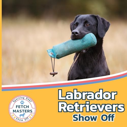 Labrador Retrievers Show Off (Fetch Masters: Sporting Dogs Show Off, Band 3) von Xist Publishing
