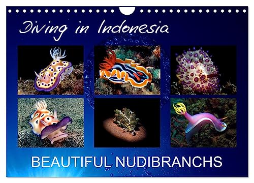 Diving in Indonesia - BEAUTIFUL NUDIBRANCHS (Wandkalender 2025 DIN A4 quer), CALVENDO Monatskalender