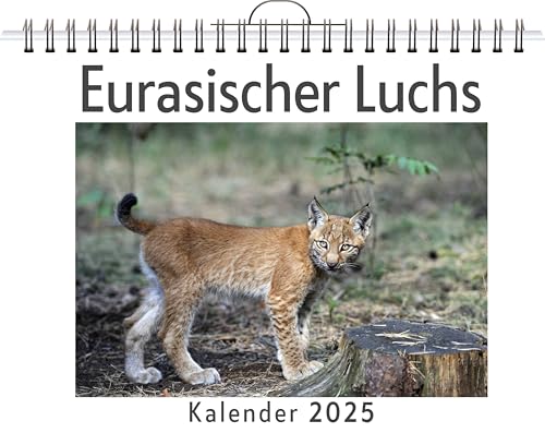 Eurasischer Luchs - (Wandkalender 2025, Kalender DIN A4 quer, Monatskalender im Querformat mit Kalendarium, das perfekte Geschenk) von FlipFlop