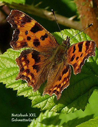 Notizbuch XXL Schmetterling II: Format Letter (ca. A4), liniert auf weissem Papier, 100 Seiten