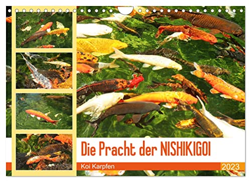 Die Pracht der NISHIKIGOI - Koi Karpfen (Wandkalender 2023 DIN A4 quer): Die Juwelen im Karpfenteich. (Monatskalender, 14 Seiten ) (CALVENDO Tiere) von CALVENDO