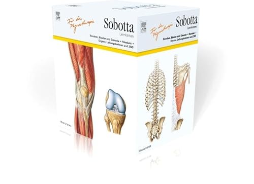 Sobotta Lernkarten für Physiotherapeuten: Knochen, Bänder und Gelenke, Muskeln, Organe, Leitungsbahnen und ZNS
