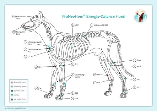 Akupunktur-Tafel Hund: PraNeoHom® Energiebalance durch Heilen mit Zeichen: PraNeoHom® Energie-Balance Hund